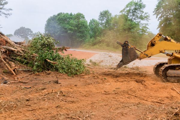 Ground Clearing in Bellevue