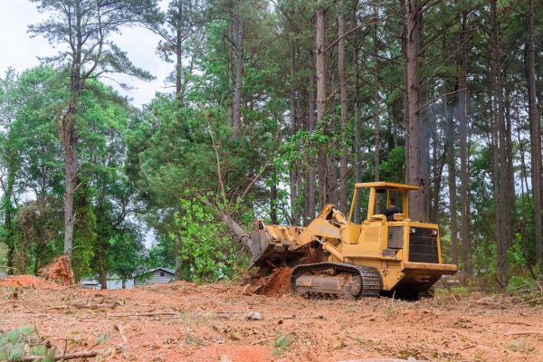 Trees Clearing in Bellevue