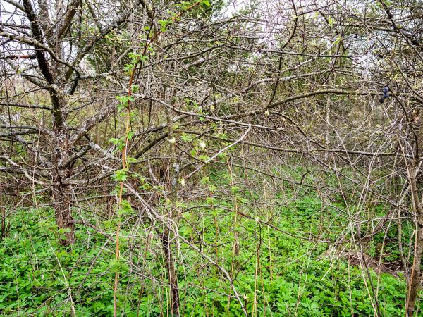 Underbrush Clearing in Bellevue