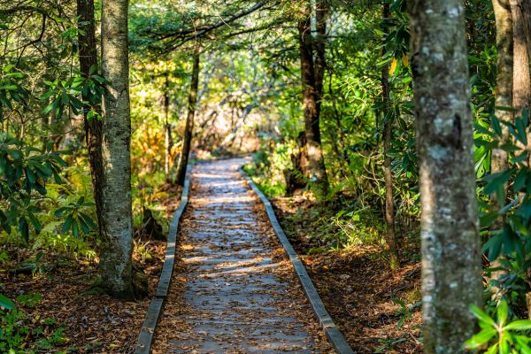 Cost of Trail Clearing in Bellevue